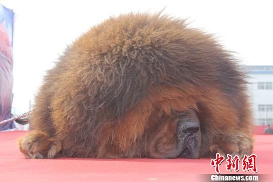 河北邯鄲舉辦藏獒展 多只藏獒要價(jià)千萬元