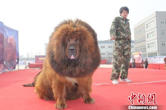 河北藏獒展上多只藏獒要價(jià)千萬(wàn)引爭(zhēng)議 天價(jià)藏獒揭秘