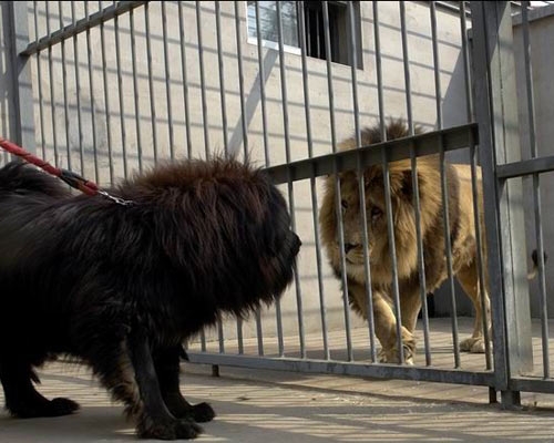 河北藏獒展上多只藏獒要價千萬引爭議 天價藏獒揭秘