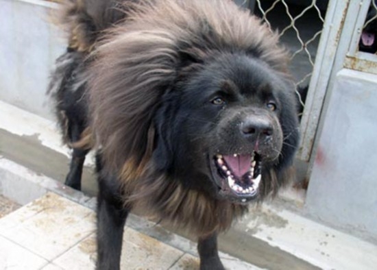 河北藏獒展上多只藏獒要價(jià)千萬引爭議 天價(jià)藏獒揭秘