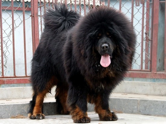 河北藏獒展上多只藏獒要價(jià)千萬引爭議 天價(jià)藏獒揭秘