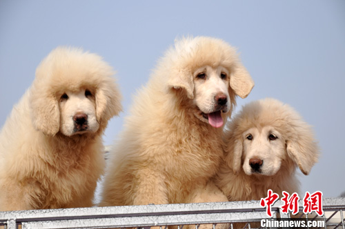 河北邯鄲小藏獒“萌態(tài)”惹人愛