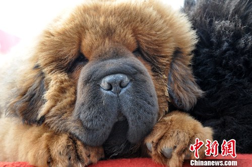 河北邯鄲小藏獒“萌態(tài)”惹人愛