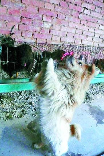 小狗早起學(xué)雞打鳴“逆天” 主人多次被驚醒(圖)