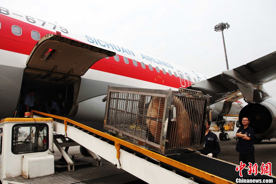 成都大熊貓“琪琪”“芝芝”飛往北京參加國際園博會(huì)[組圖]