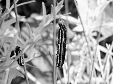 華北多地遭遇黏蟲危害 山西570多萬畝作物受災(zāi)