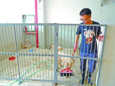 高材生放棄白領(lǐng)樂當“狗倌”:滿足感錢買不到