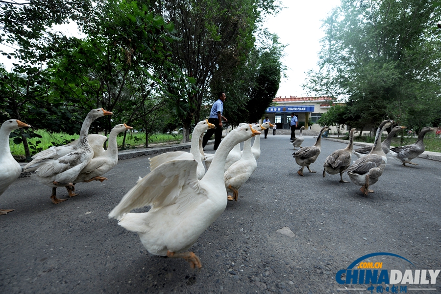 新疆警察推廣養(yǎng)鵝防盜 稱“比狗好使”