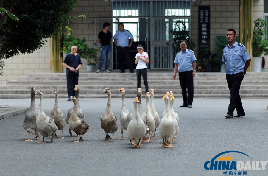 新疆警察推廣養(yǎng)鵝防盜 稱“比狗好使”