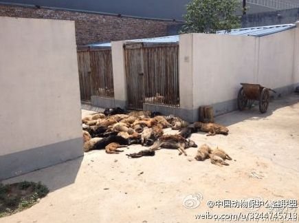 犬只收容所數(shù)十只狗死亡 官方:天熱死幾只正常