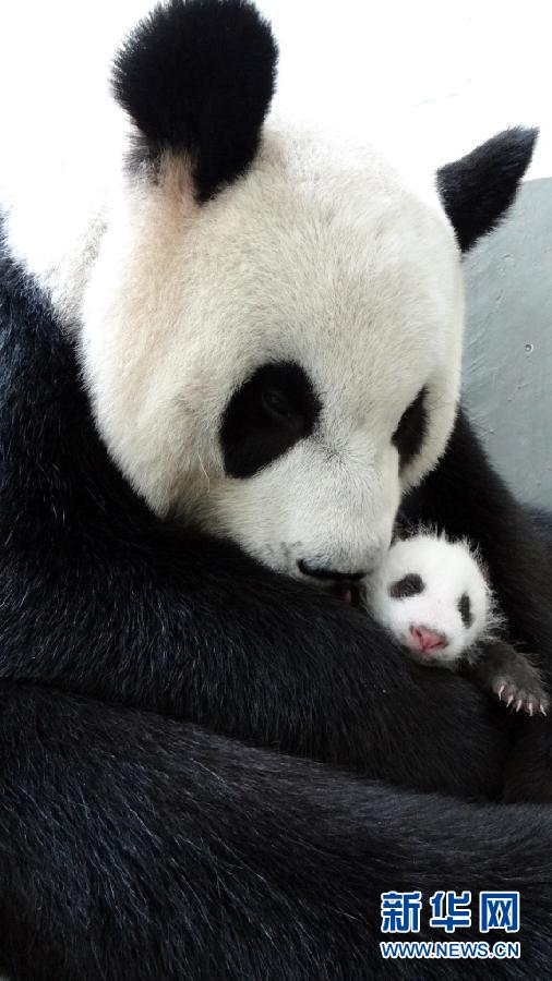 萌態(tài)百出小“圓仔”