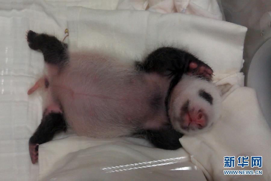 萌態(tài)百出小“圓仔”