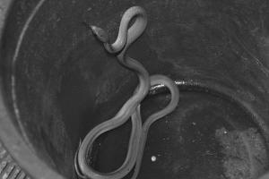 青蛇“越獄”進大樓 眾人聯(lián)手制服移交民警(圖)