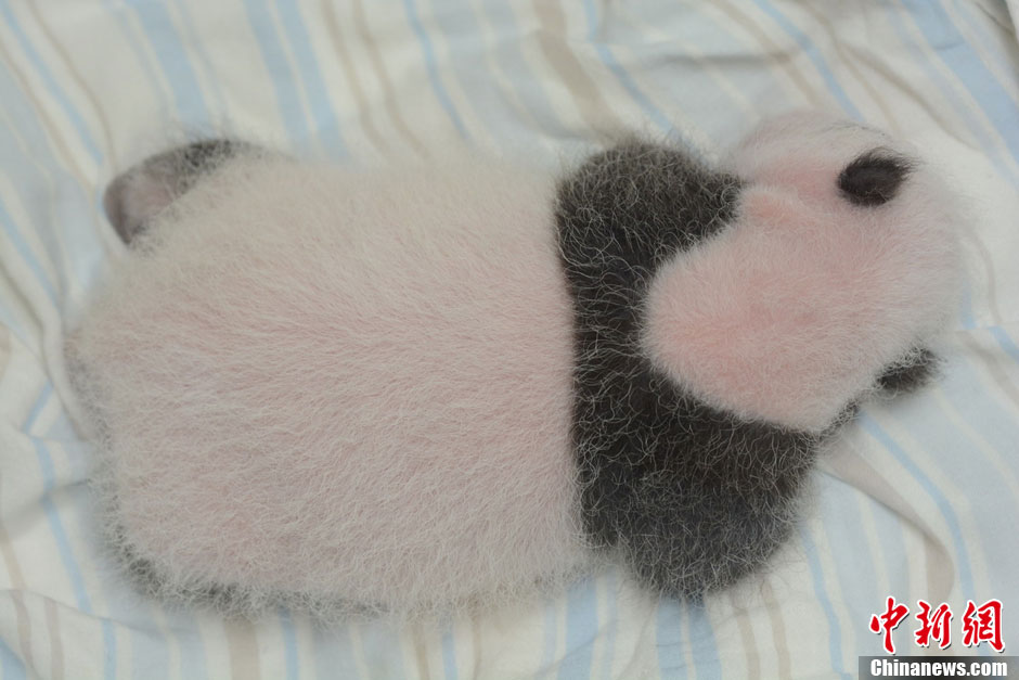 【圖刊】大熊貓“圓仔”成長日記