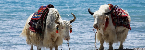 專家:ATM機(jī)確有零件摩擦聲 吐冥幣基本不靠譜