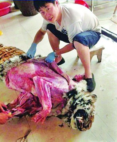 網(wǎng)傳不足2歲老虎被剝皮圖片遭網(wǎng)友指責(zé)(圖)