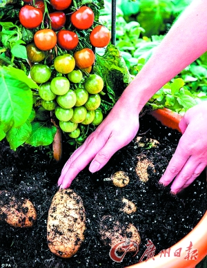 英公司開發(fā)出同時結出西紅柿和土豆的植物(圖)