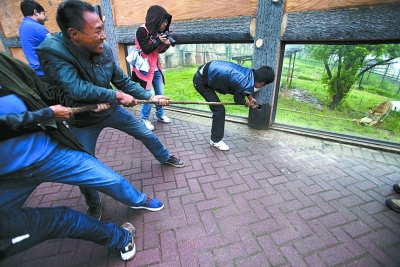 長(zhǎng)沙動(dòng)物園“人虎拔河”引爭(zhēng)議 稱為增強(qiáng)老虎野性