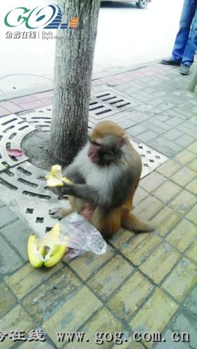 獼猴鬧市攔路搶劫 民警一路跟隨“押送”回山(圖)