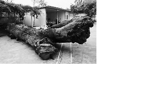 村民自家挖出疑似烏木被鎮(zhèn)政府暫扣 網友：烏木到底歸誰？