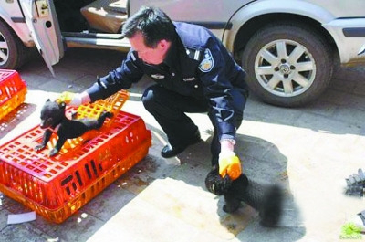 司機(jī)載22只小黑熊被民警攔截 自稱拉的是土狗(圖)