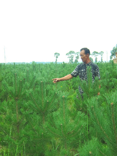 右玉人的綠色追求