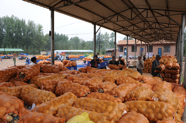 壽陽松塔鎮(zhèn):小土豆趟出致富路