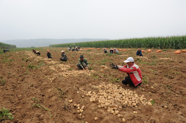 壽陽松塔鎮(zhèn):小土豆趟出致富路