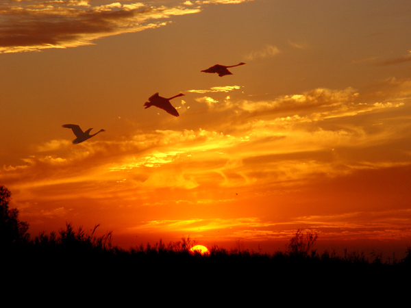 七里海景美蟹肥待游客