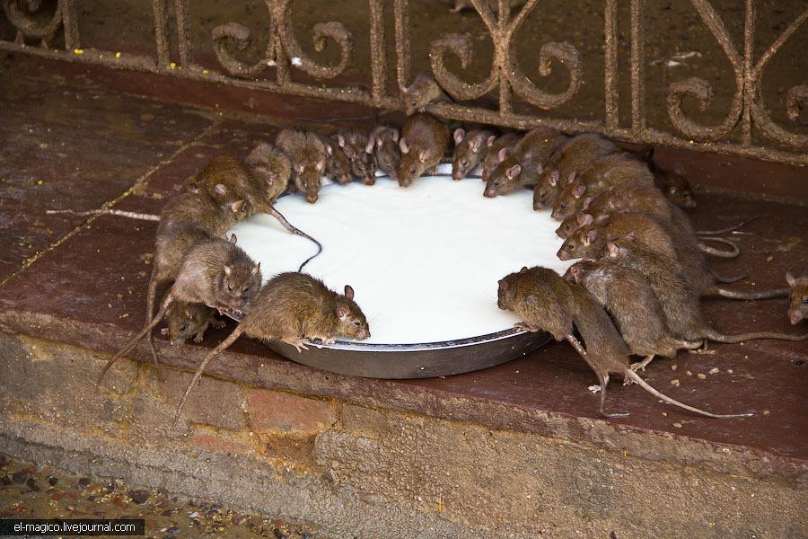 駭人！世界奇怪廟宇之印度“老鼠廟”