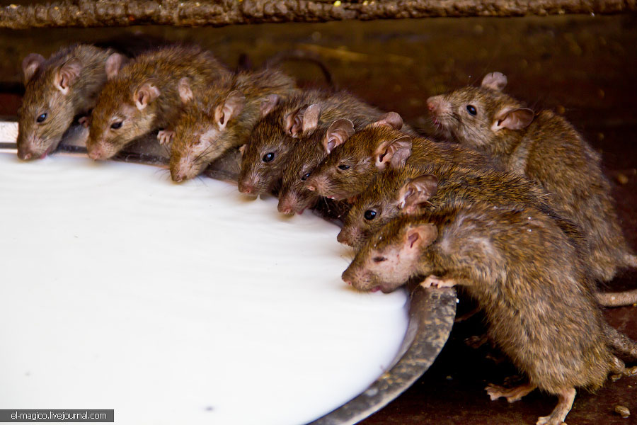 駭人！世界奇怪廟宇之印度“老鼠廟”