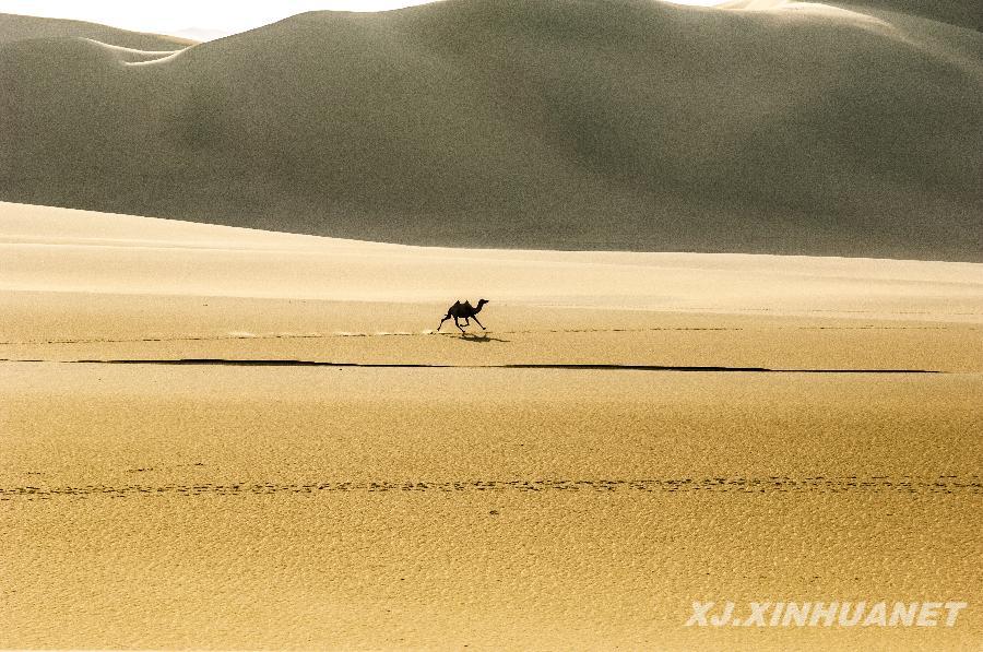 野駱駝有望幫助人類找到腫瘤、糖尿病治療方法