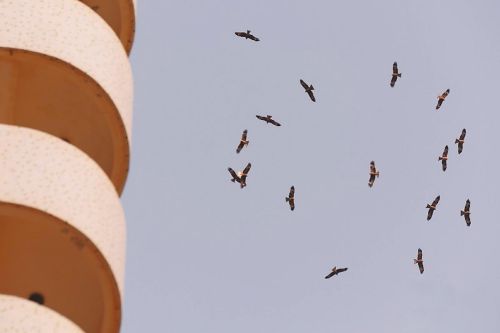 庫爾勒上空千只老鷹集結(jié) 半月后或出現(xiàn)在烏魯木齊上空