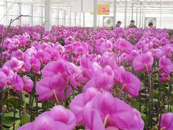 兵團(tuán)共青團(tuán)農(nóng)場鮮花盛開迎賓客