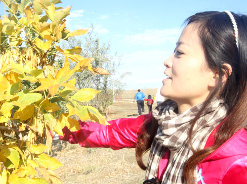 克拉瑪依小學生初秋賞秋
