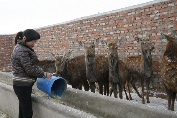 和布克賽爾縣莫特格鄉(xiāng)扶持農(nóng)戶發(fā)展鹿產(chǎn)業(yè)