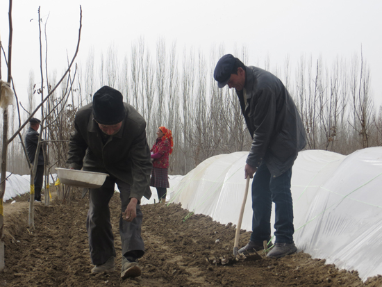 將“雙膜”種植技術進行到底