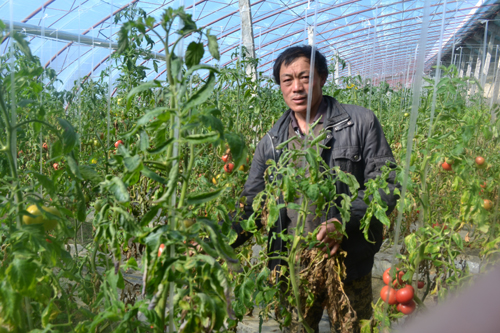 溫室大棚助農(nóng)增收 莫特格鄉(xiāng)積極鼓勵農(nóng)民經(jīng)營設(shè)施農(nóng)業(yè)