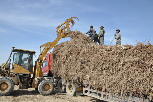查和特鄉(xiāng)收獲甘草