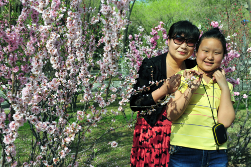 榆梅盛開油城美