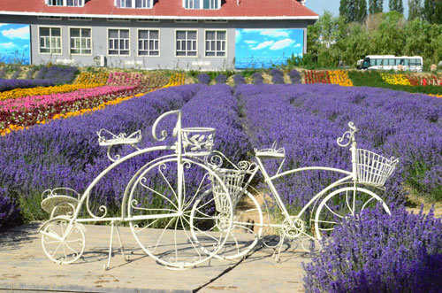 中國•霍城第三屆薰衣草旅游節(jié)開幕