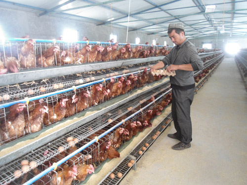 致富“領(lǐng)頭雁”輻射帶富