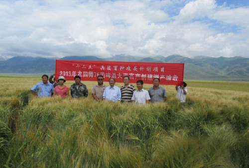 石河子大學(xué)1育種攻關(guān)課題創(chuàng)建旱地啤酒大麥畝產(chǎn)788.9公斤
