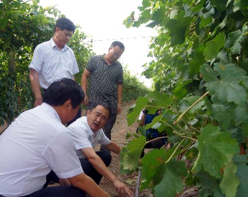 國家葡萄酒專家為新疆兵團第六師共青團農場葡萄酒產業(yè)發(fā)展“導航”