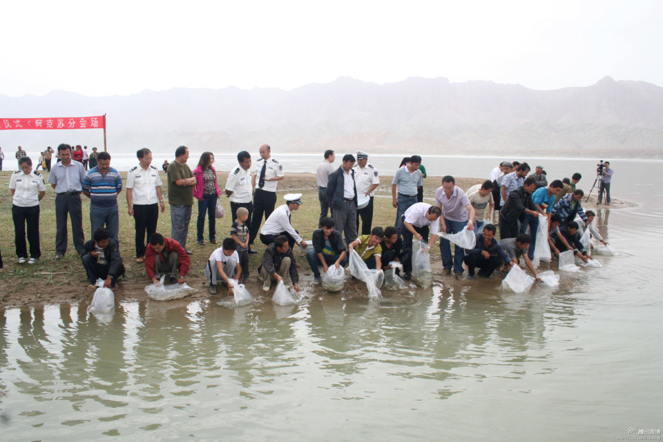 新疆首次放流8500尾大規(guī)格新疆大頭魚