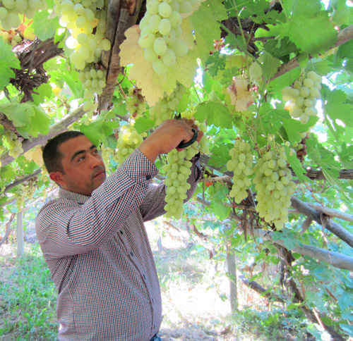 紅旗農(nóng)場:木納格葡萄豐收了