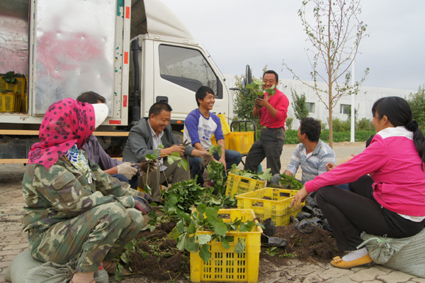 新疆兵團(tuán)第六師共青團(tuán)農(nóng)場黨員干部三秋一線解難題