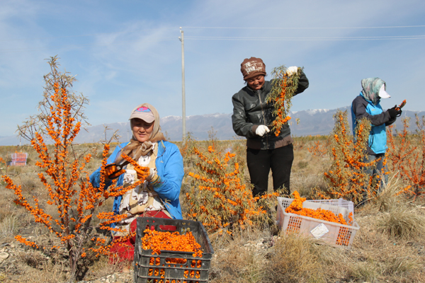 和布克賽爾縣莫特格鄉(xiāng)沙棘豐收促農(nóng)增收