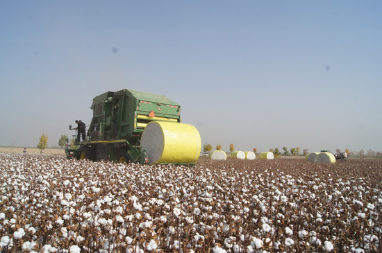 新疆兵團(tuán)第六師共青團(tuán)農(nóng)場(chǎng)遍地盡是“黃金蛋”