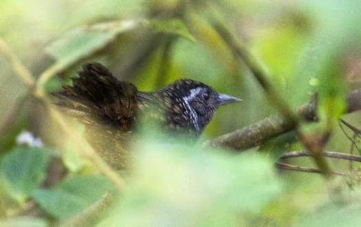 西藏生物影像調(diào)查機(jī)構(gòu)在墨脫發(fā)現(xiàn)一中國(guó)鳥(niǎo)類新紀(jì)錄